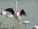 Flamingi z Camarque2